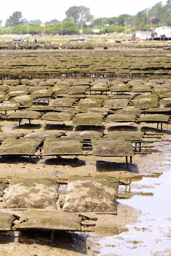 Area de cultivo dell'Ostra Divina de Portugal in Algarve, si vedono su una spiaggia numerosi sacchi e sullo sfondo degli alberi.