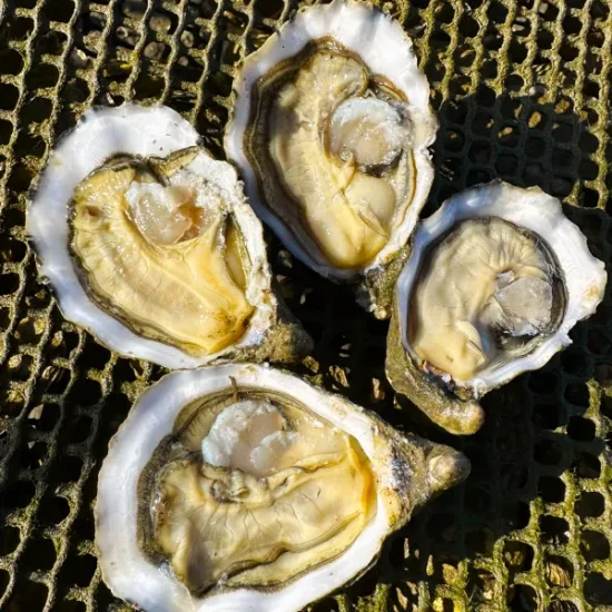 Quattro esempi di Ostra Divina de Portugal aperti e appoggiati sopra una rete di colore verde.